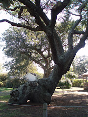 Indian Trail Tree