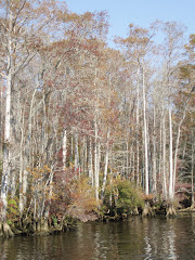 Waccamaw River