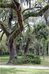 Live Oak Trees Covered with Spanish Moss