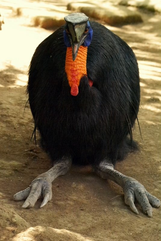 [BaliBird2.jpg]