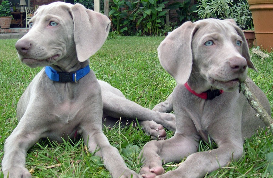 ROMANCE AND RELICS Blue Weimaraner