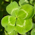 Cooking for St. Patrick’s Day and Other Montessori Classroom Activities