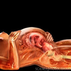 Anatomia da mulher grávida
