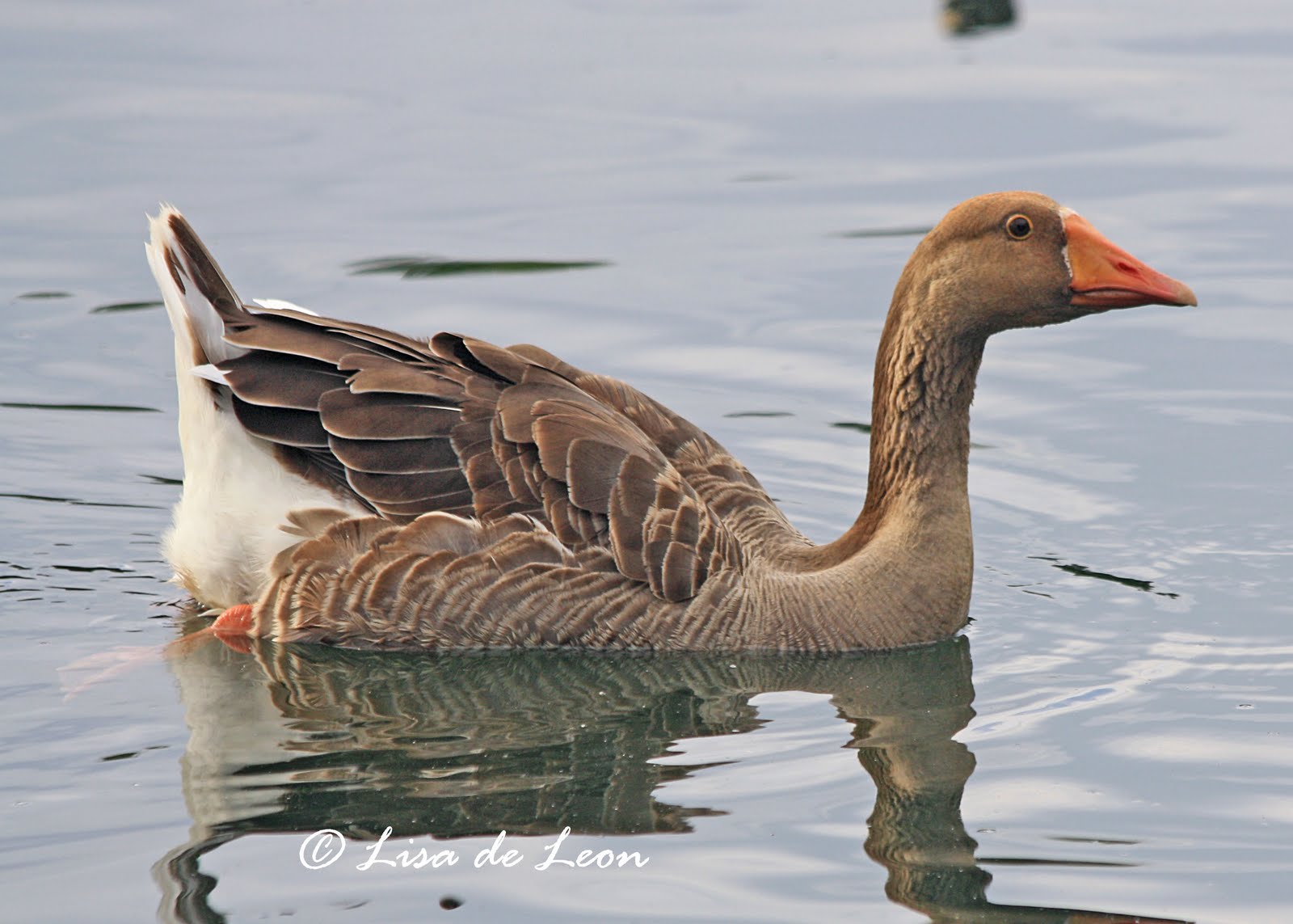 Birding with Lisa de Leon Greylag Goose (Arkansas)