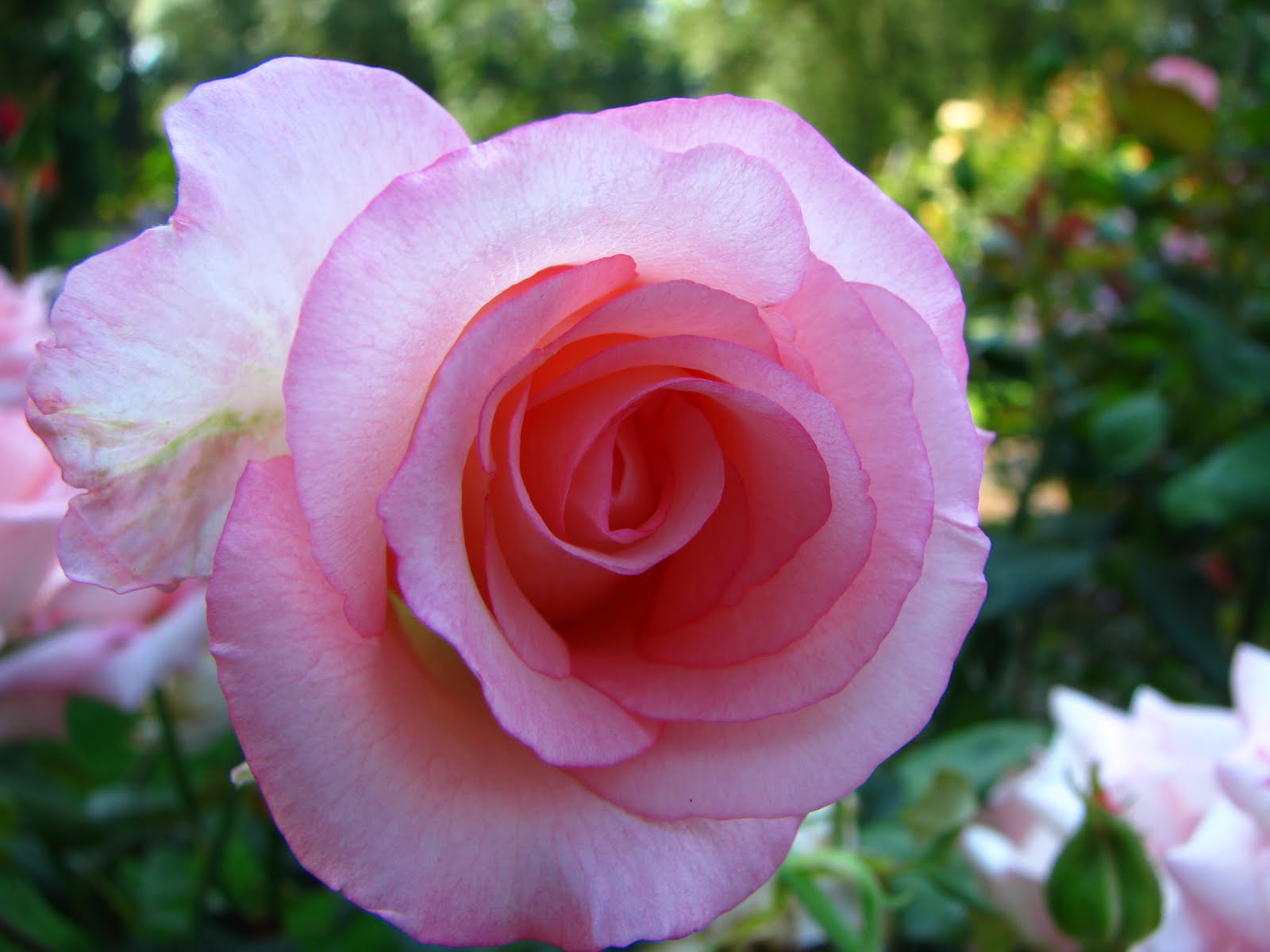 [Pink+rose.JPG]