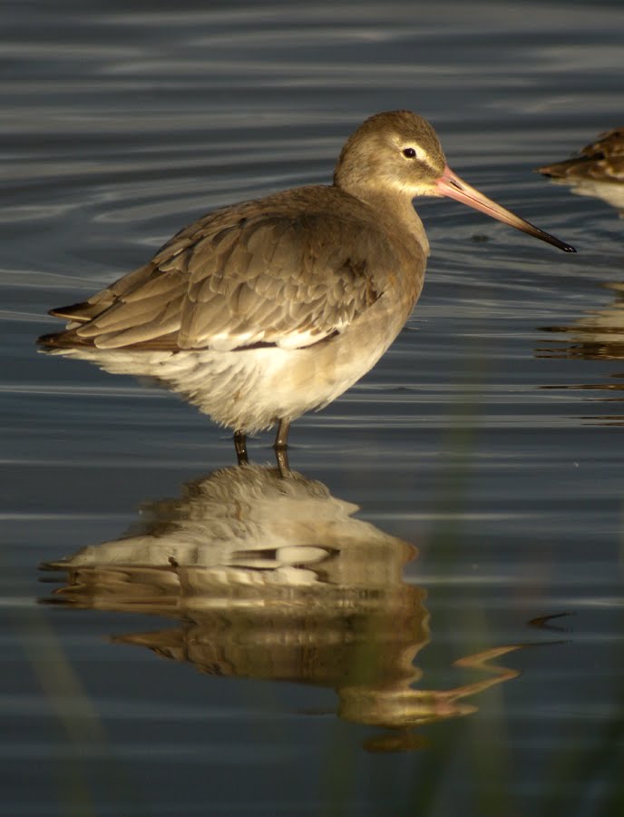 [blackwit15.jpg]