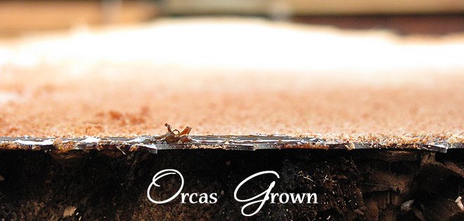 Orcas Grown