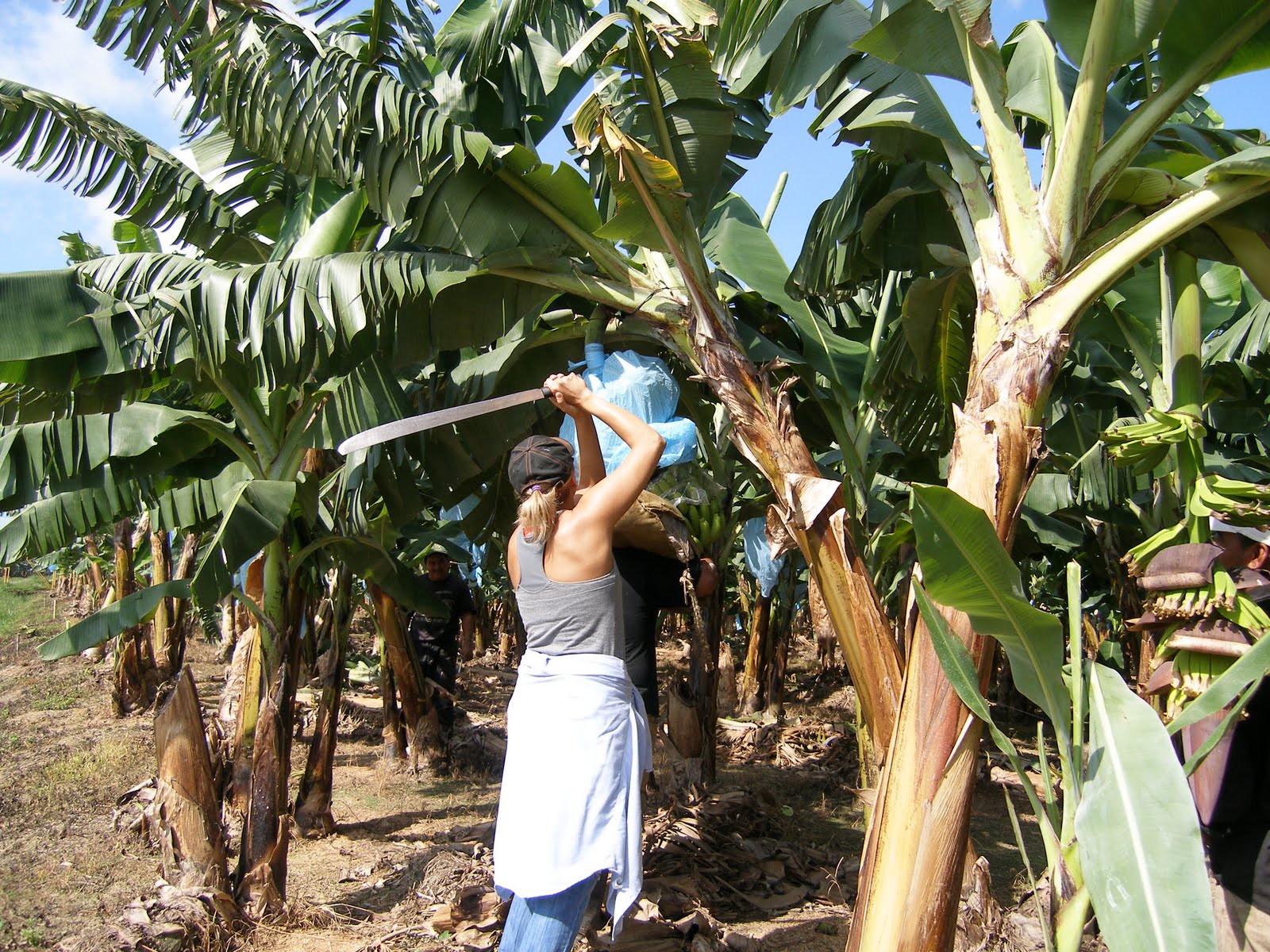 The International Harvester Harvesting