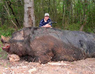 The Biggest pig ever 