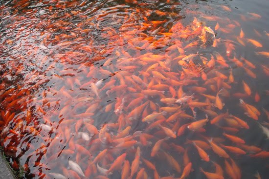 [fish.jpg]