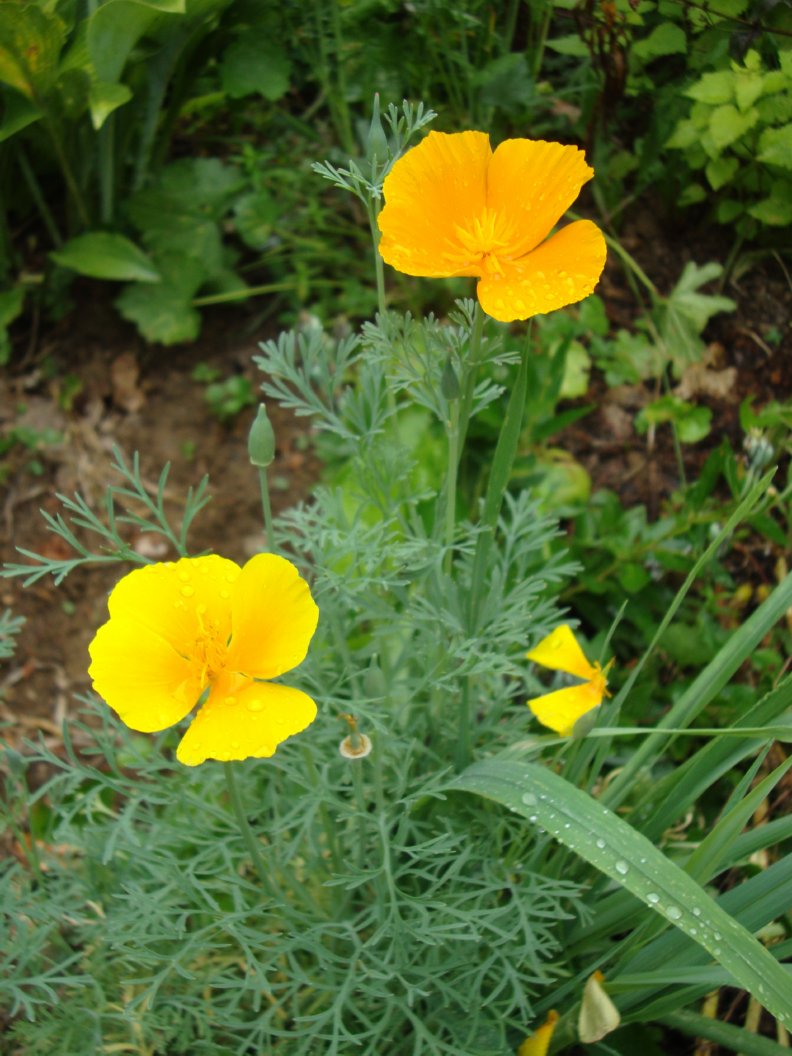 Simple Pleasures: July 2010