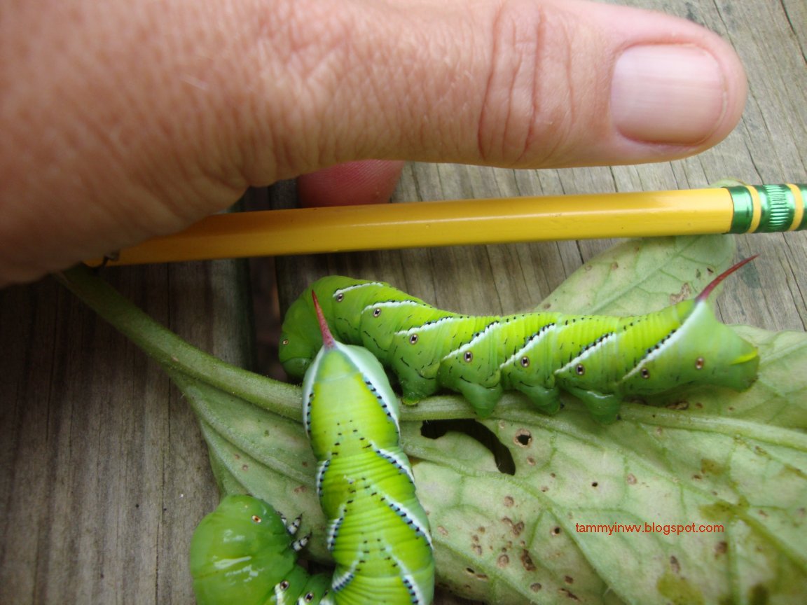 Simple Pleasures Tomato Hornworm
