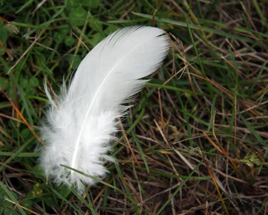 [feather.jpg]