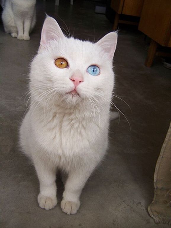 Kucing Unik Bermata Biru - Lingkar Merah Com