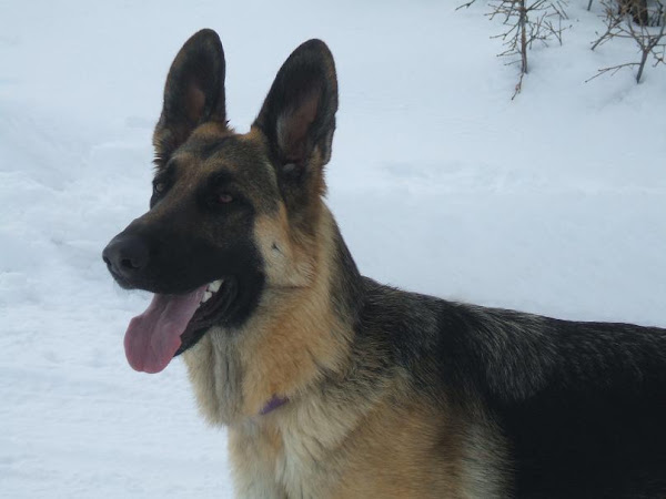 Josie