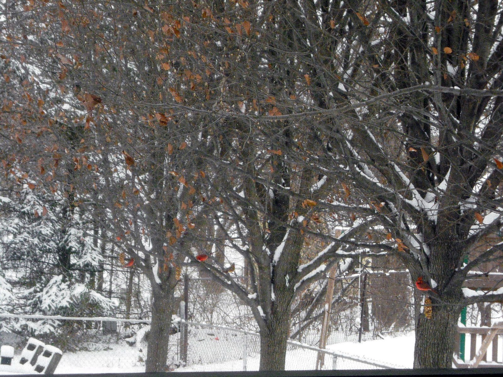 [bird+cone+feeder+cardinals.jpg]