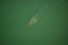 een van de haaien langs de kust van Clearwater Beach