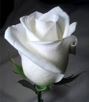 hablando con mi linda [fleur] Rosa+blanca+2