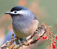 White-eared Sibia