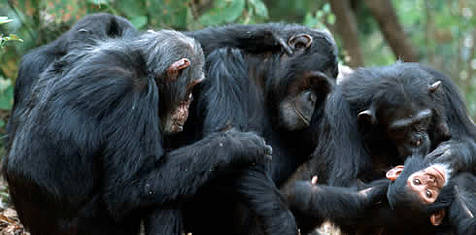 [east_chimpanzee_main103936_14840.jpg]