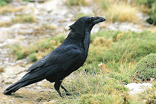 Corneja Negra