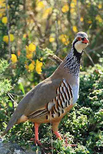 Perdiz Roja