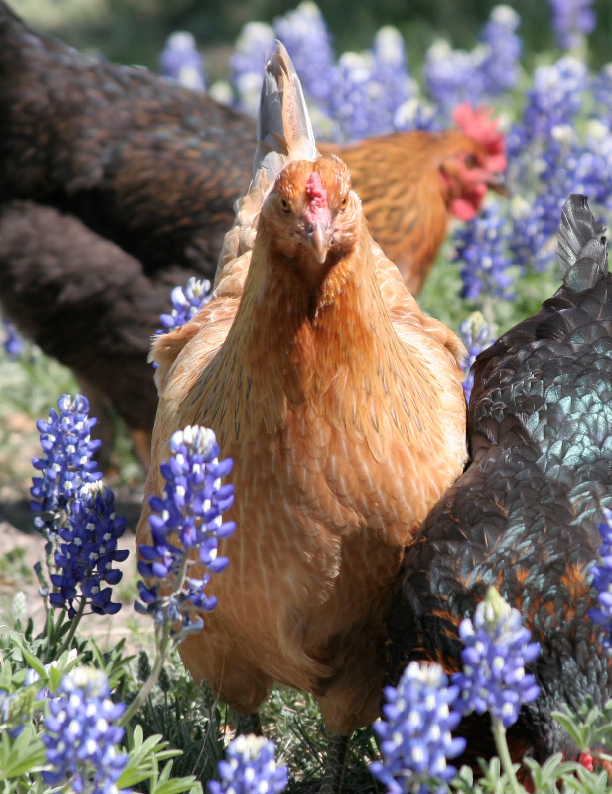 Old Picture of the Day April 2010