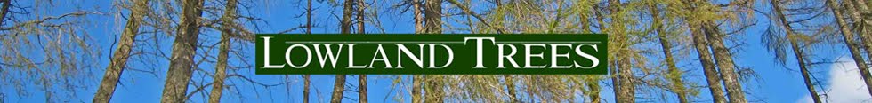 Tree Surgeon - Stirling - Tree Reports and Surveys