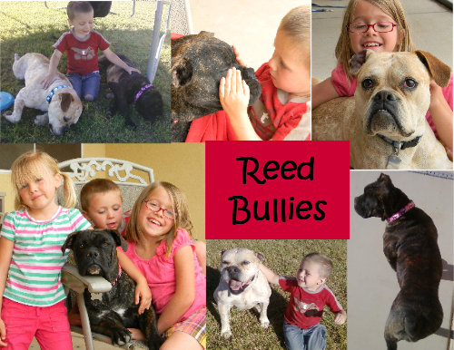 Reed Bullies