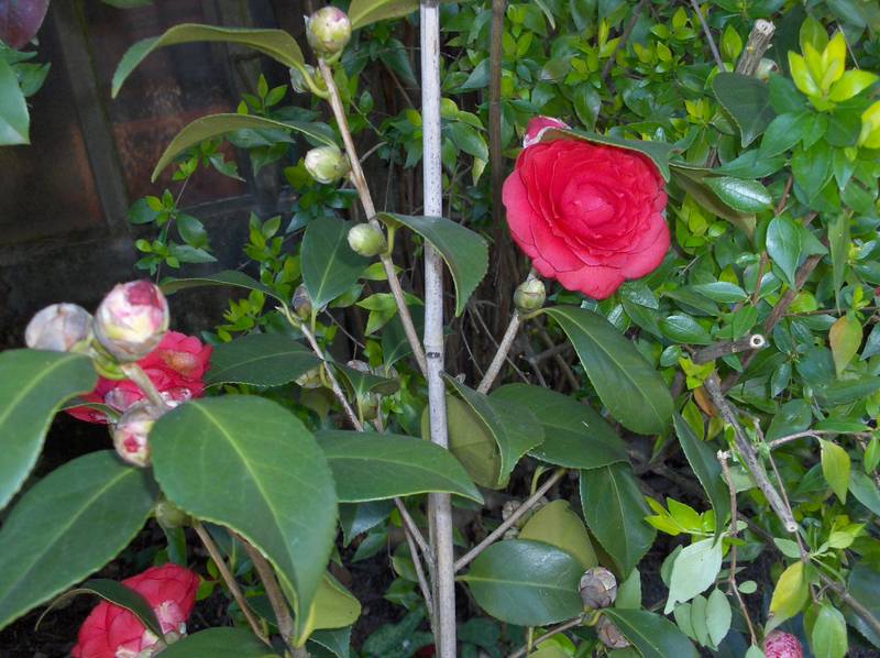 [HPIM8828+(Medium).JPG]