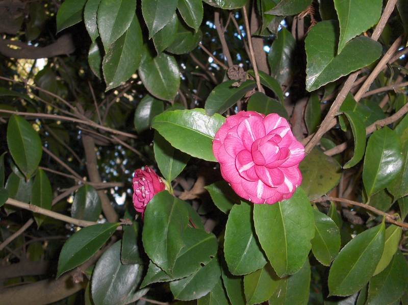 [HPIM8840+(Medium).JPG]