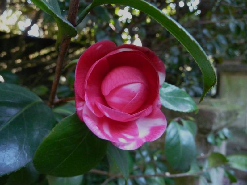 [P1010170+(Medium).JPG]