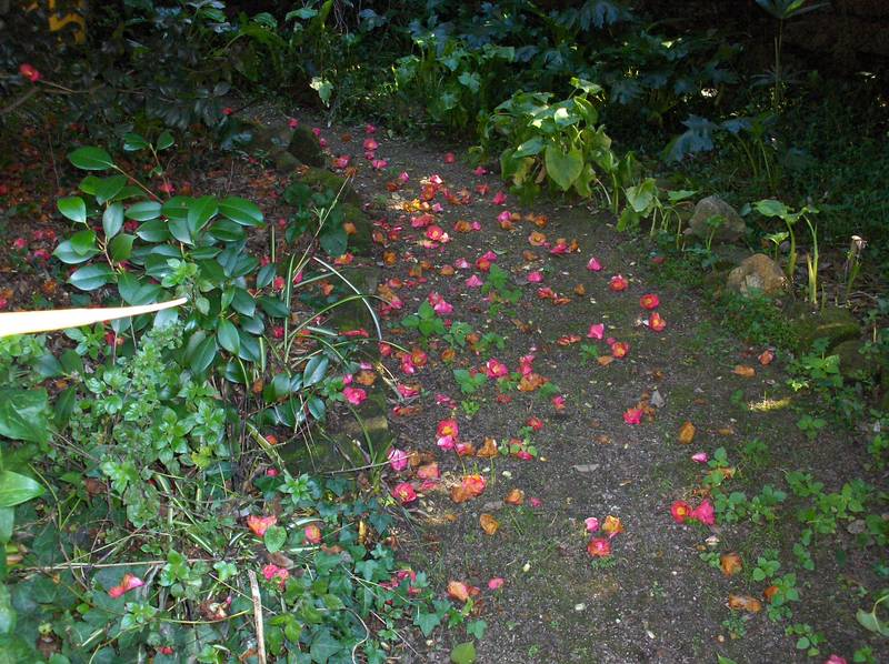 [HPIM8809+(Medium).JPG]