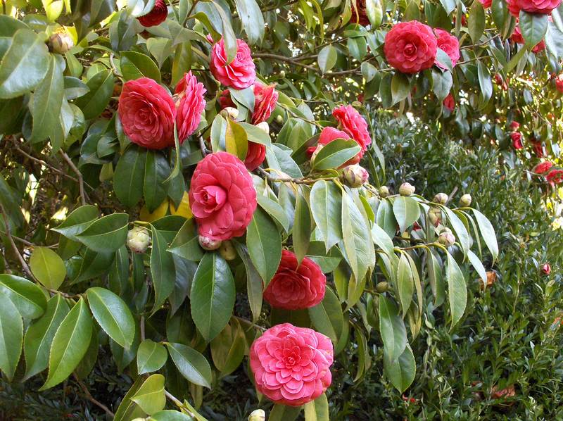 [HPIM8909+(Medium).JPG]