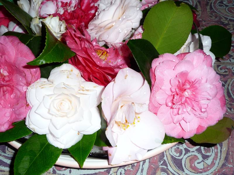 [P1010304+(Medium).JPG]