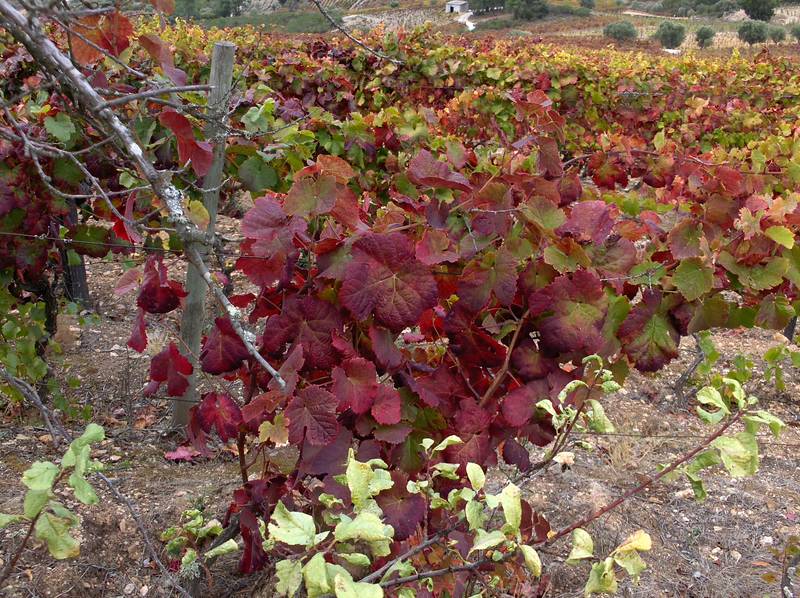 [HPIM7828+(Medium).JPG]