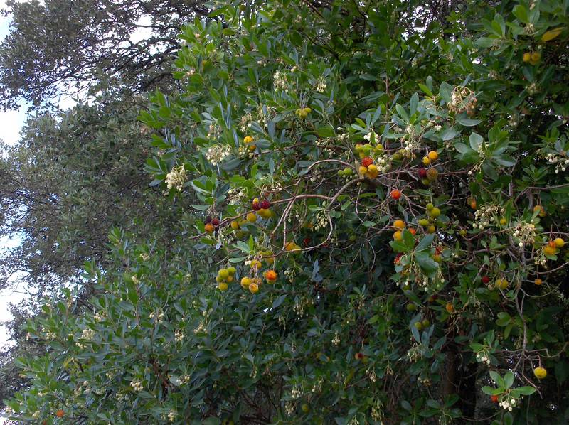 [HPIM7802+(Medium).JPG]