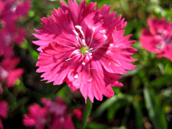 Pink Color Flowers
