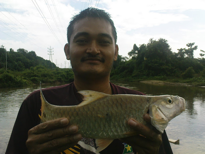 IKAN SEBARAU KAMPAR