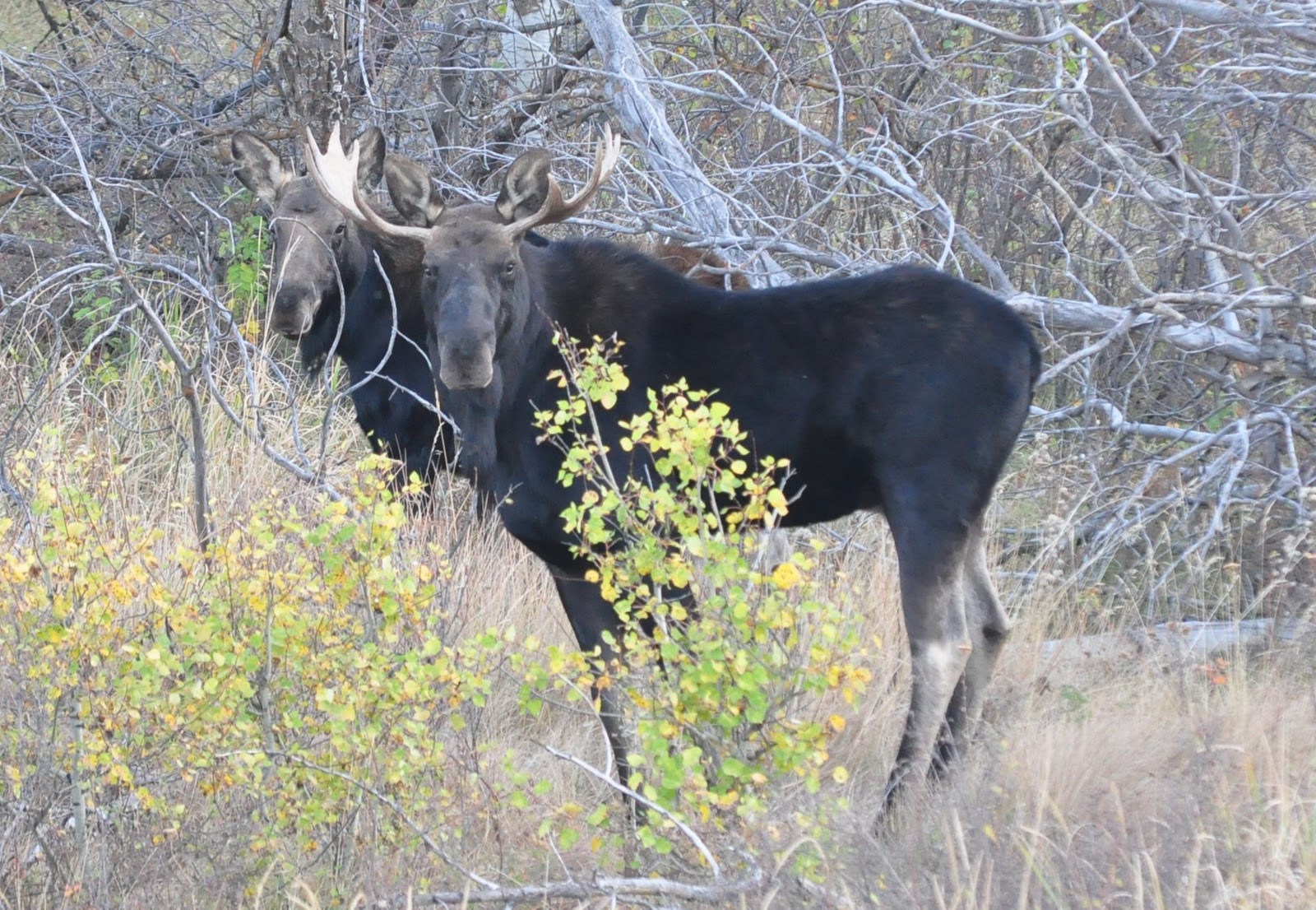 Who is moose dating in real life