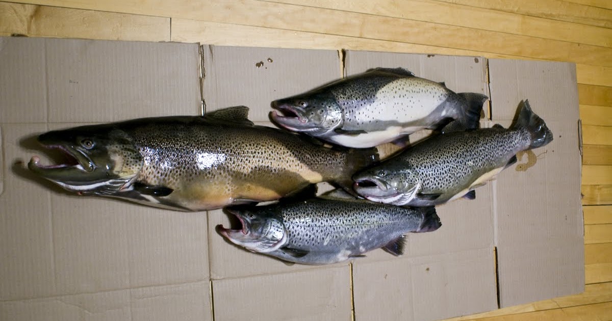 Great Lakes Angler Wisconsin Trout Fishing Report Lake Michigan