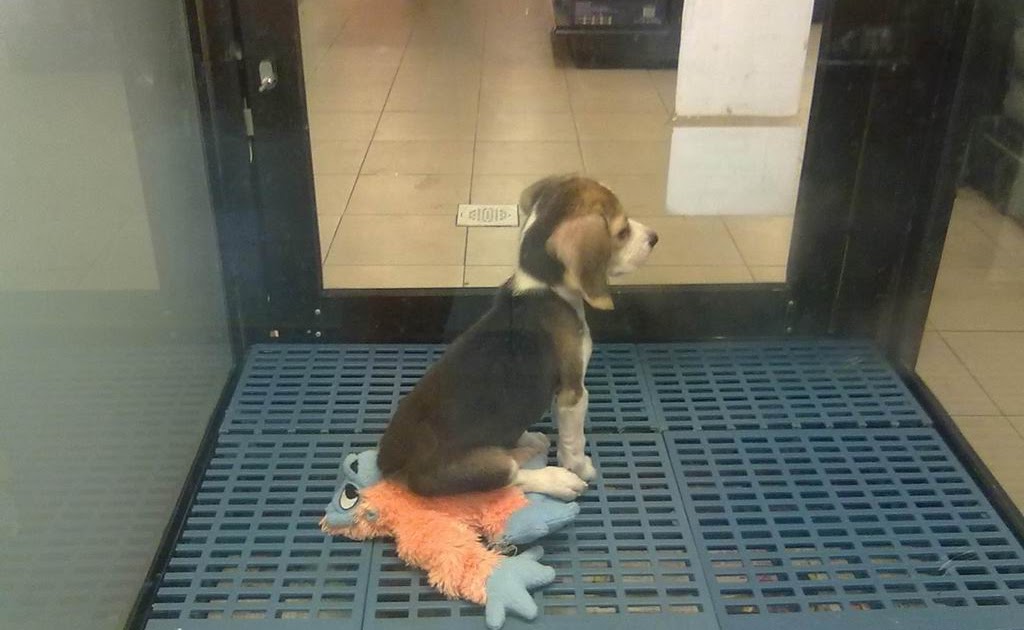 Bayu Perdana 2 Cute Beagel In Pet Shop In Giant Kota Damansara