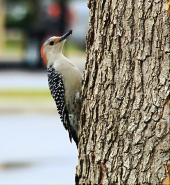 [Woodpecker.jpg]