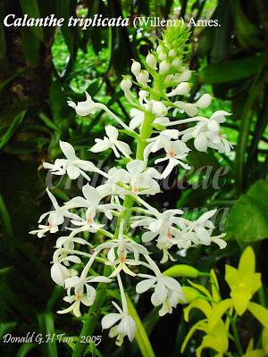 VƯỜN LAN ĐÀO VIÊN Calanthe+triplicata+01+copy