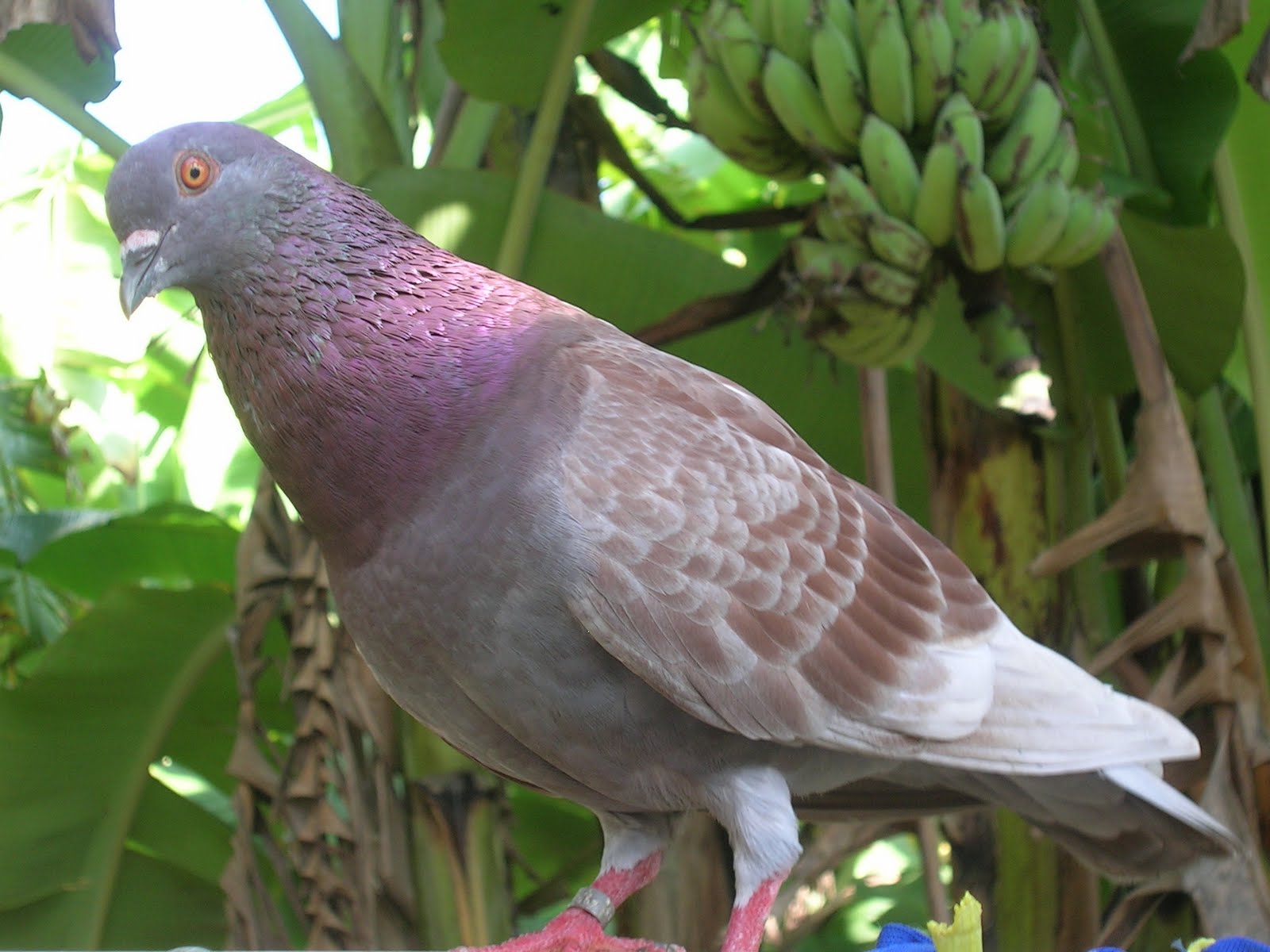 MERPATI BALAP (UYUDRUMI) April 2010