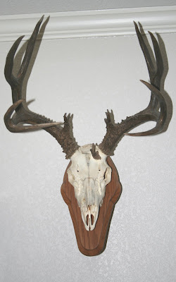 Wild Ed S Texas Outdoors European Skull Mounts The Texas Way