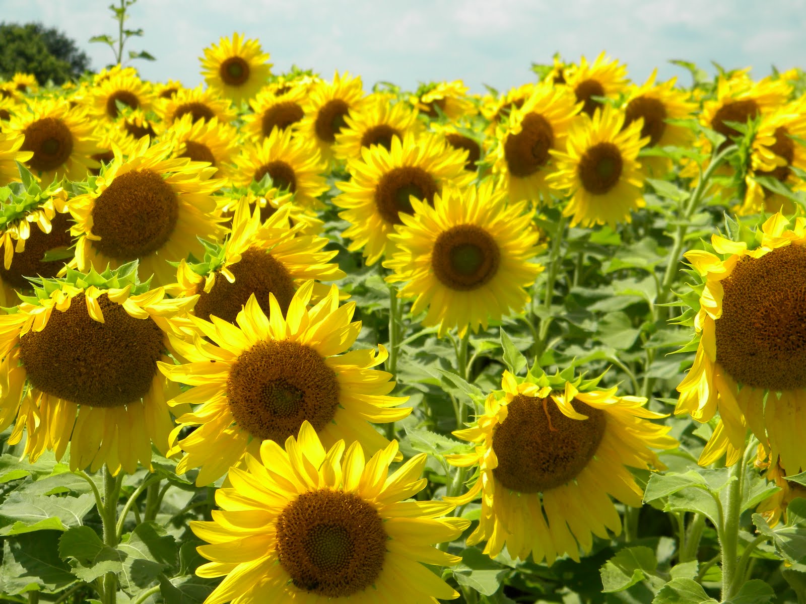 Better Crops by Barker Bet You Didn't Know We Sell Sunflowers
