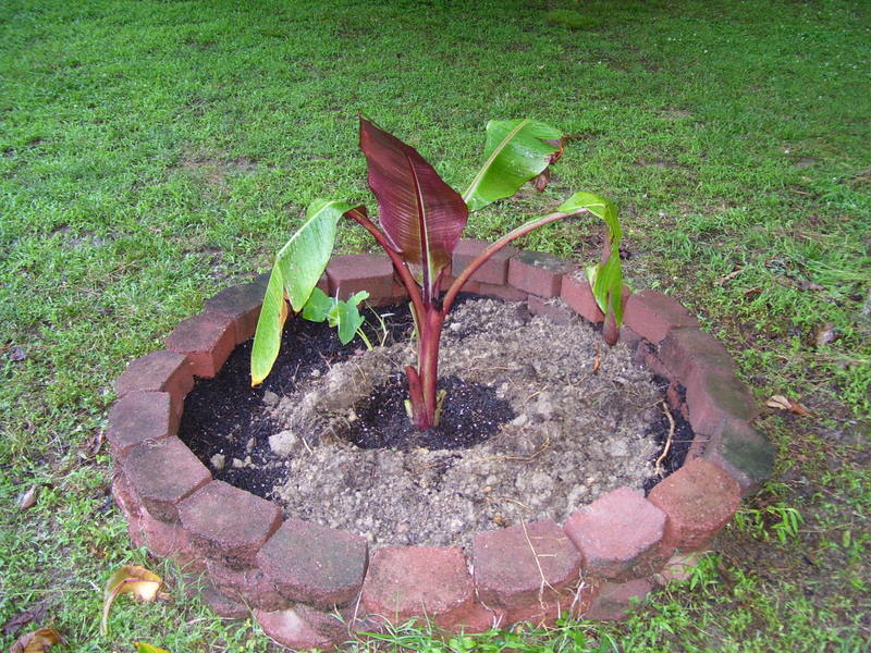 Backyard Pond New Plants In The Back Yard