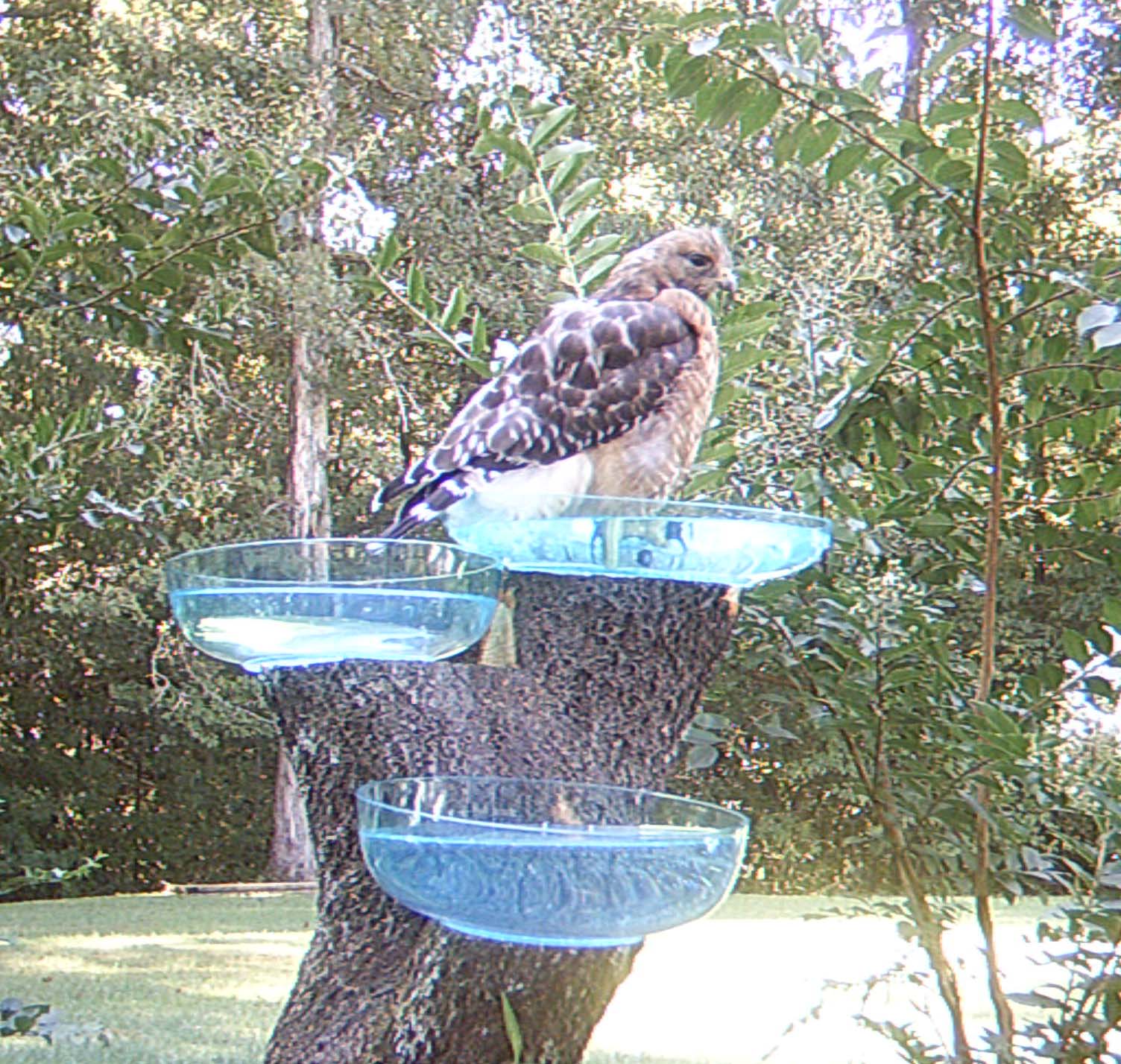 Backyard Pond I Need a Bigger Bird Bath