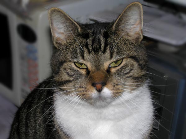 [gato202.jpg]
